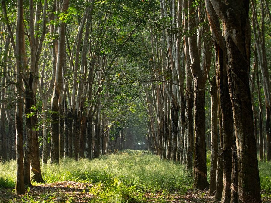 Plantation hevea at the end of its latex years